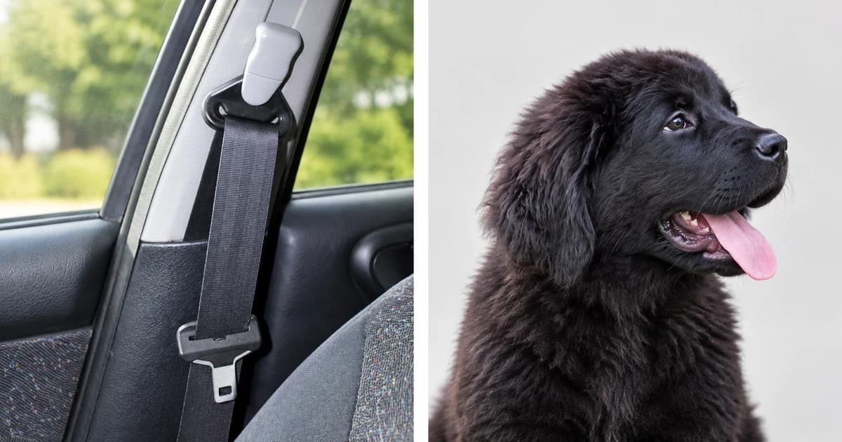 Photo-based edited split illustration of a human car-belt detail and a separate black puppy portrait