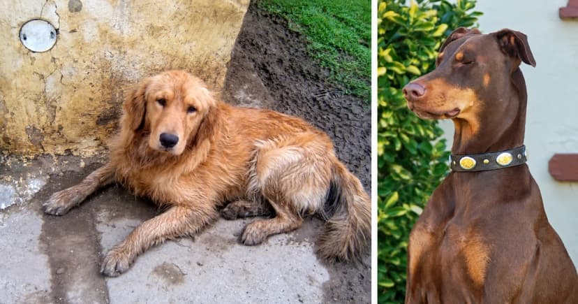 A reclining golden retriever and a separate Doberman portrait beside foliage.