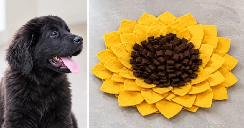 Photo-based edited views of a separate black dog portrait and an empty yellow and brown fabric snuffle mat