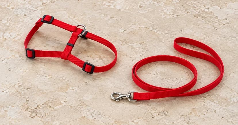 Unworn red strap harness beside a separate red lead on a light tabletop.