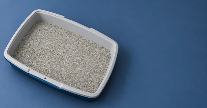 An open grey-rimmed litter pan with pale grains on a blue tabletop.