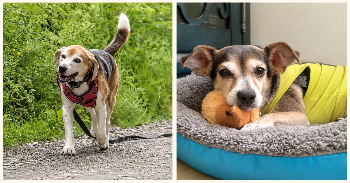 Separate views of a beagle outdoors and a small dog lying in a bed.