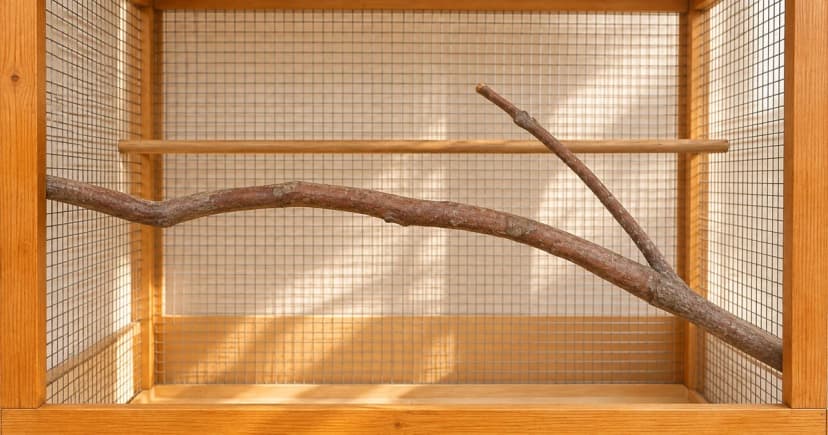 An empty wood-framed wire enclosure with a straight perch and a branching wooden perch.