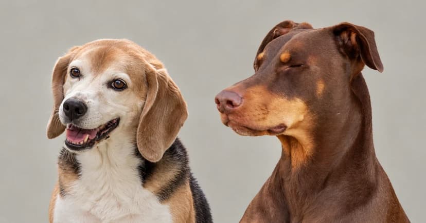 A beagle and a brown Doberman in separate head-and-shoulders views against a neutral background.