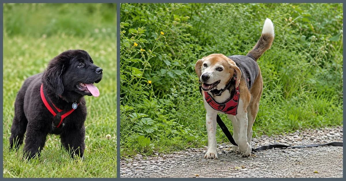 Separate views of a black puppy on grass and a beagle on a path.
