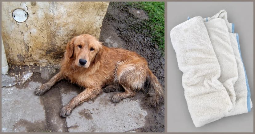 Separate views of a dirty golden dog lying on pavement and a white towel with a blue edge.