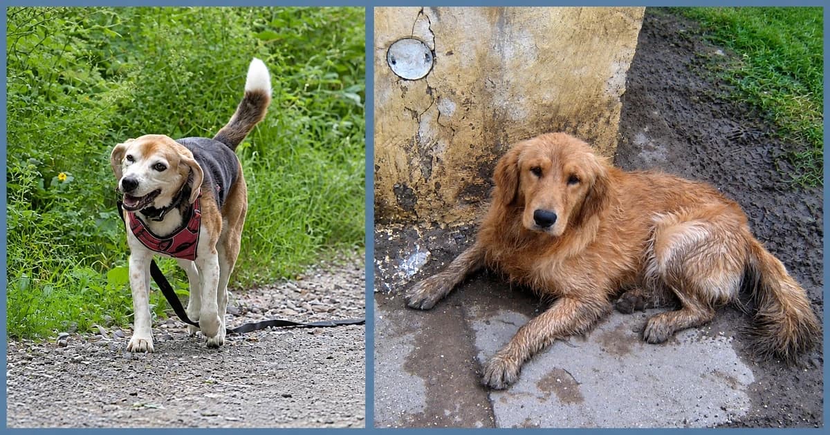 Separate views of a beagle standing by vegetation and a golden dog lying on pavement.