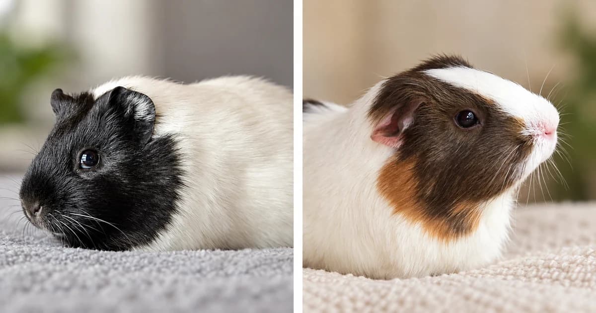 Separate black-and-white and brown-and-white guinea-pig portraits divided by a pale vertical gutter.