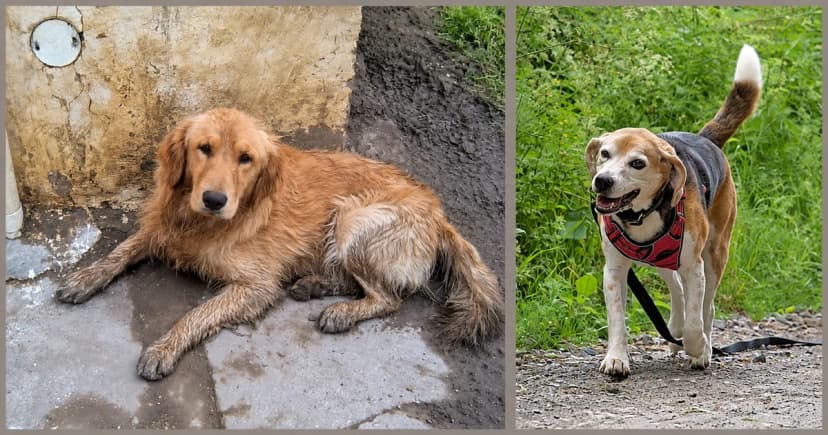 Separate views of a golden dog lying on pavement and a beagle standing beside vegetation.