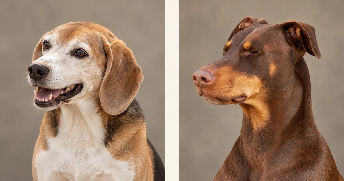 Separate portraits of a beagle and a brown Doberman against neutral backgrounds.