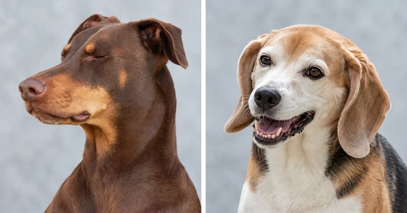 Separate portraits of a brown Doberman and a beagle against pale gray backgrounds.