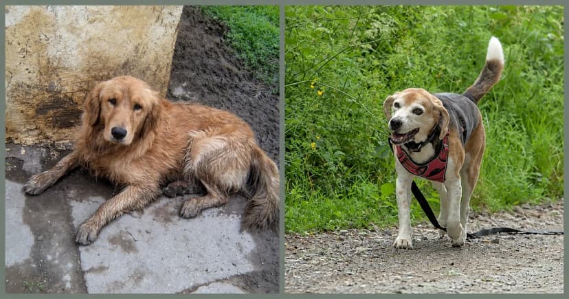 Separate views of a golden dog lying beside a wall and a beagle standing on gravel.