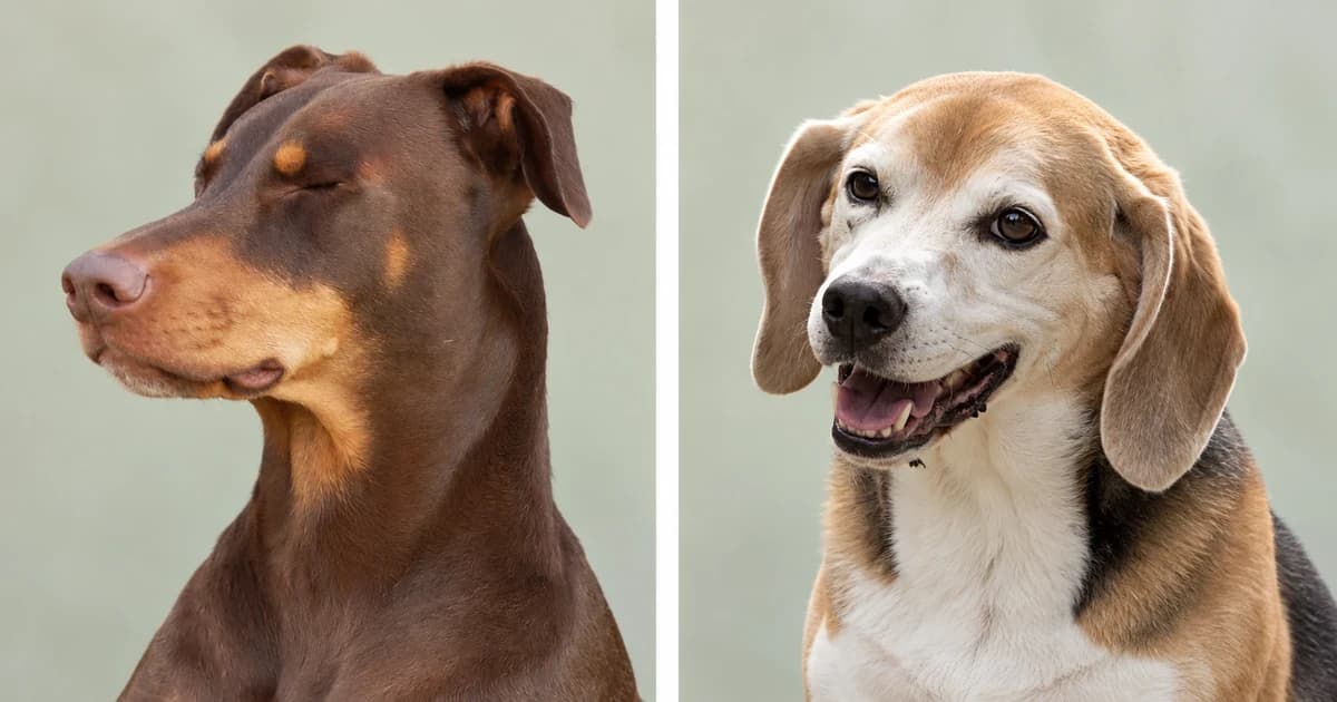 Separate brown Doberman and beagle portraits against pale sage backgrounds.