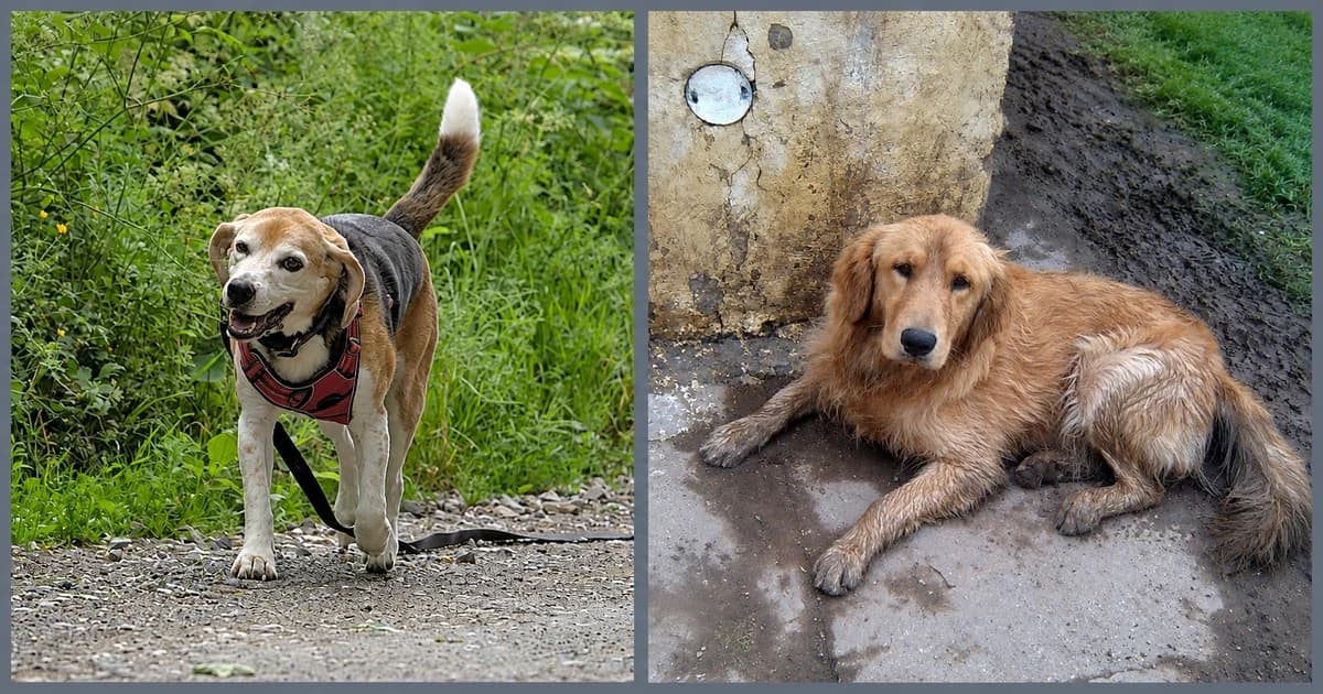 Separate views of a beagle standing on gravel and a golden dog lying beside a wall.