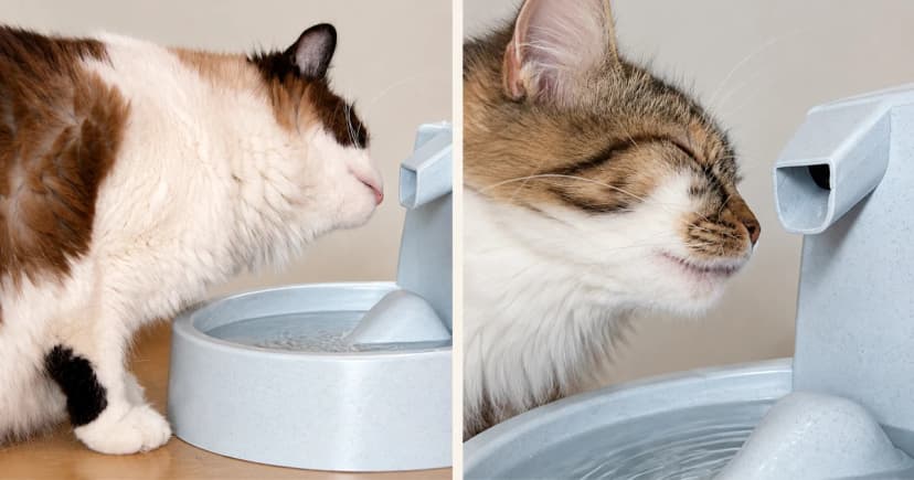 Two cats beside separate gray pet fountains against pale backgrounds.