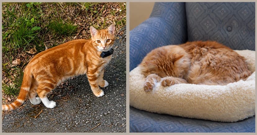 Separate views of an orange tabby outdoors and a long-haired cat curled in a cream bed.