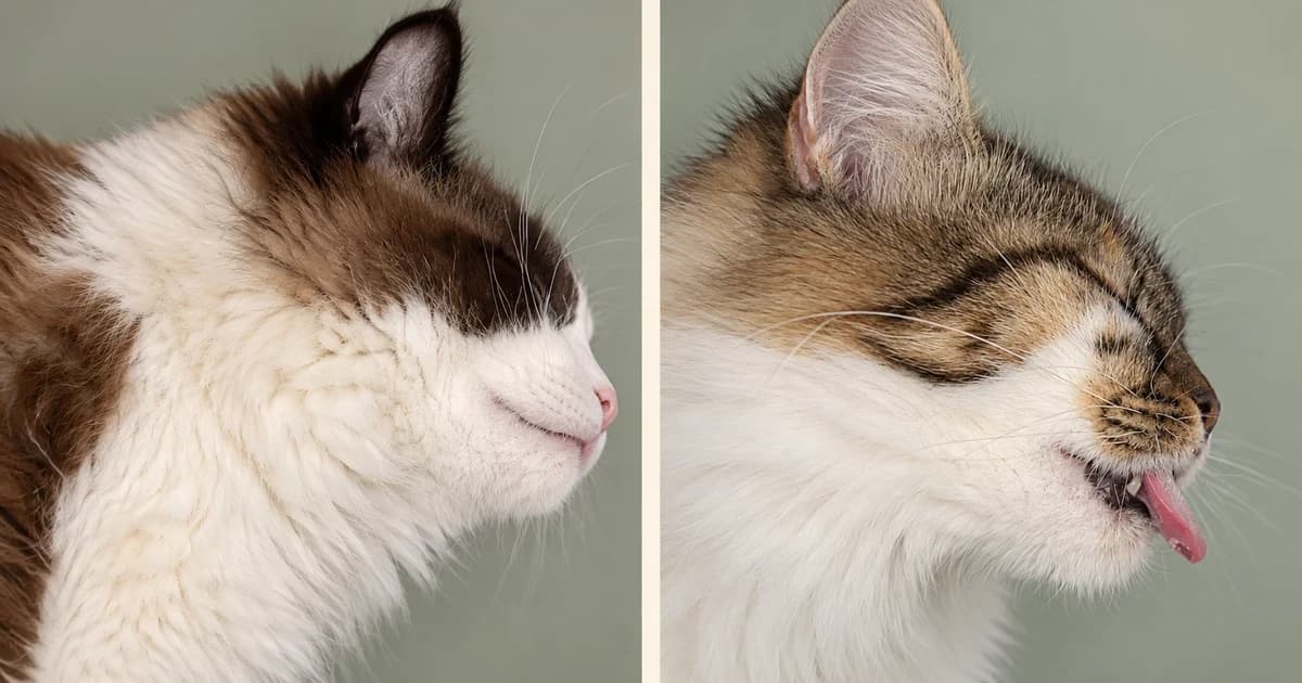 Two separate cat portraits against muted pale backgrounds.