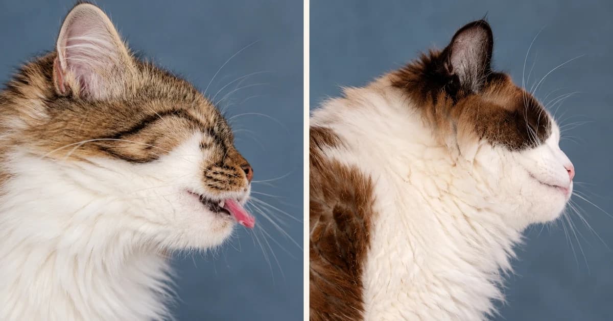 Two separate cat portraits against muted blue backgrounds.