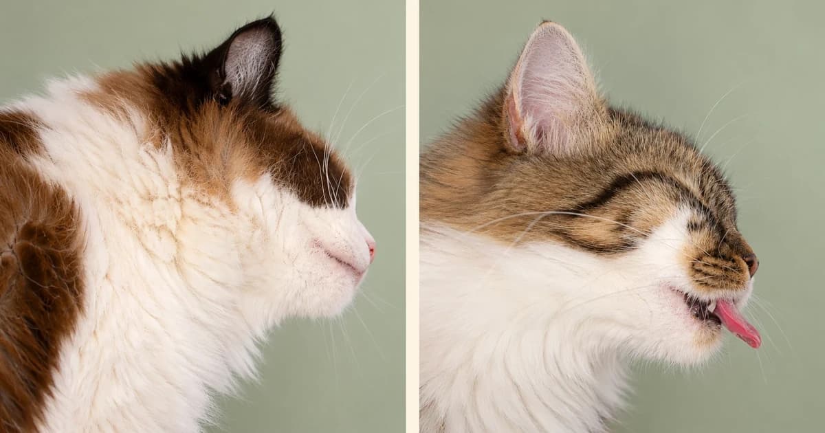 Two separate cat portraits against pale sage backgrounds.
