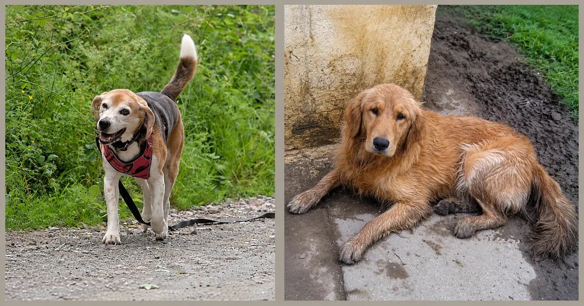 Separate views of a standing beagle beside greenery and a golden retriever lying by a wall.