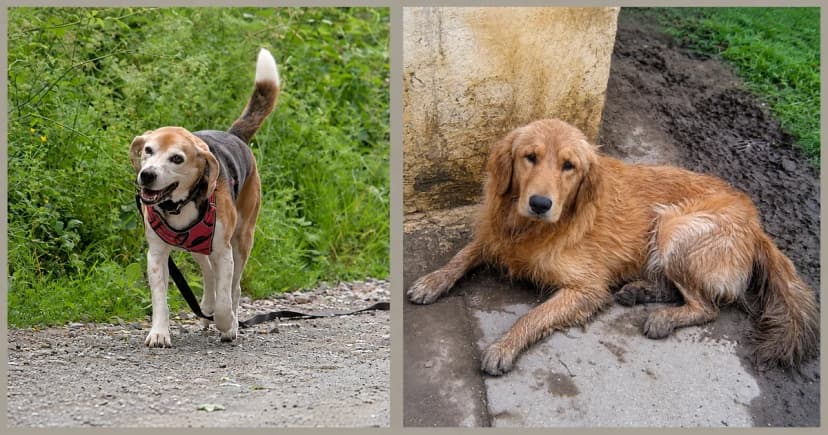 Separate views of a standing beagle beside greenery and a golden retriever lying by a wall.