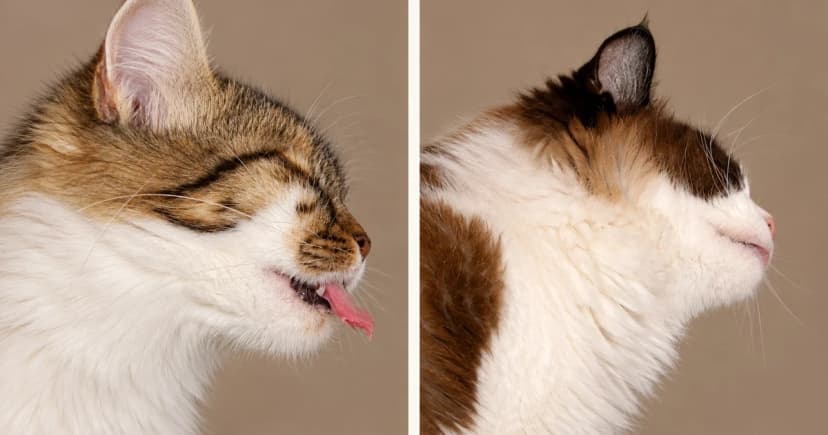 Two separate cat portraits against muted taupe backgrounds.