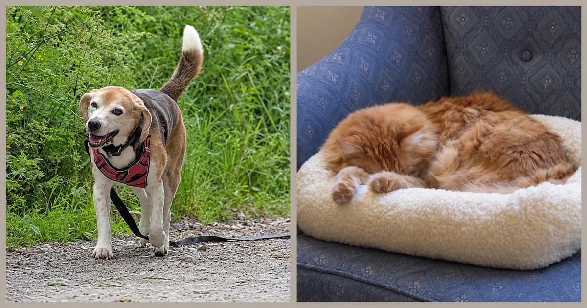 Separate views of a standing beagle outdoors and a long-haired cat curled in a cream bed.
