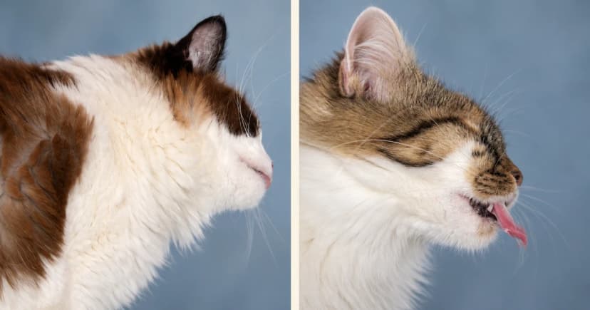 Two separate cat portraits against muted blue-gray backgrounds.