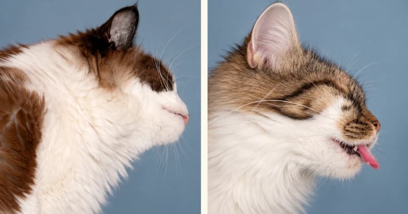 Two separate cat portraits against muted blue-gray backgrounds.