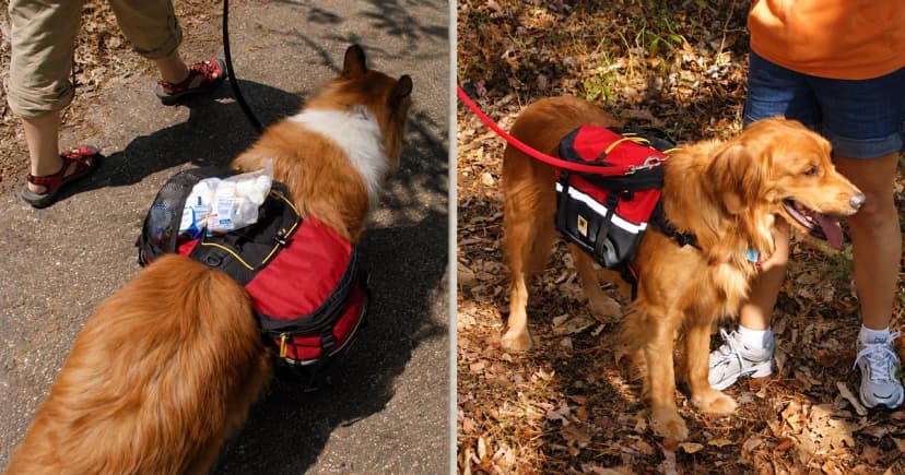 Separate outdoor views of a collie-like dog and a golden dog wearing red and black saddlebag-style packs.