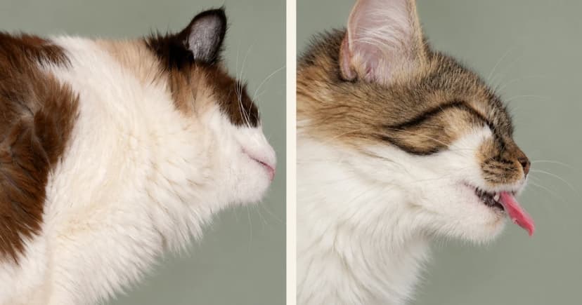 Two separate cat portraits against muted neutral backgrounds.