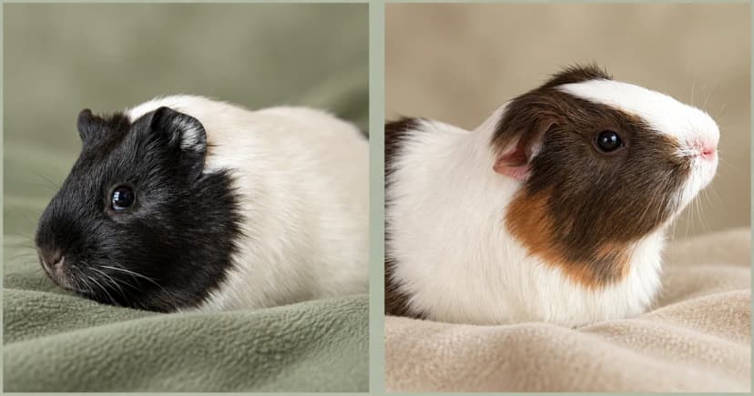 Separate portraits of a black-and-white guinea pig and a white-and-brown guinea pig on plain fabric.