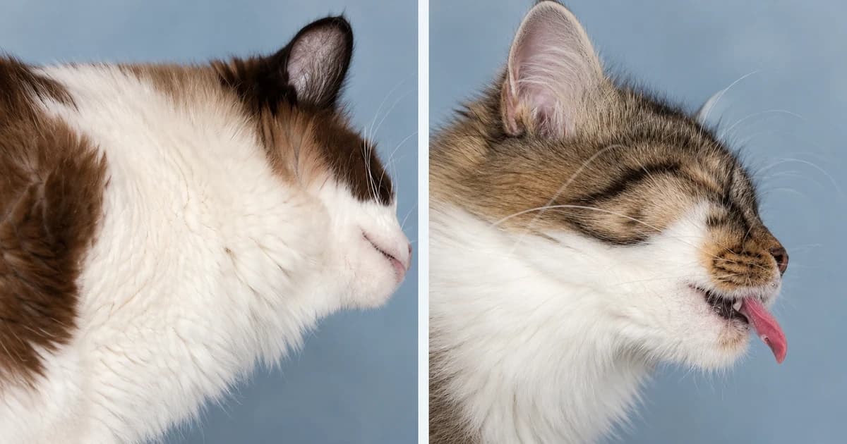 Two separate cat portraits against muted neutral backgrounds.