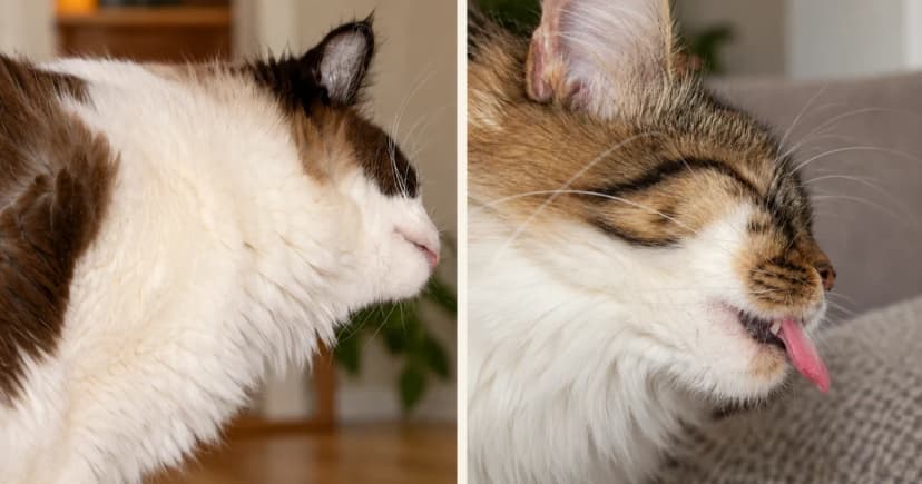 Separate side-profile portraits of a brown-and-white cat and a tabby-and-white cat.