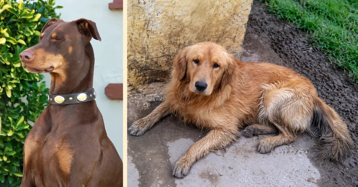 A Doberman portrait and a golden retriever lying by a wall in separate panels.