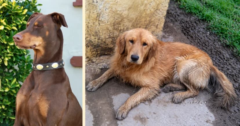 A Doberman portrait and a golden retriever lying by a wall in separate panels.