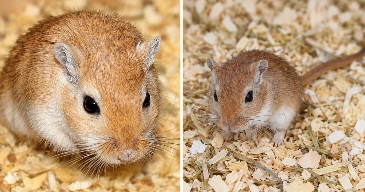 Two gerbils in separate close portraits with bedding in the backgrounds.