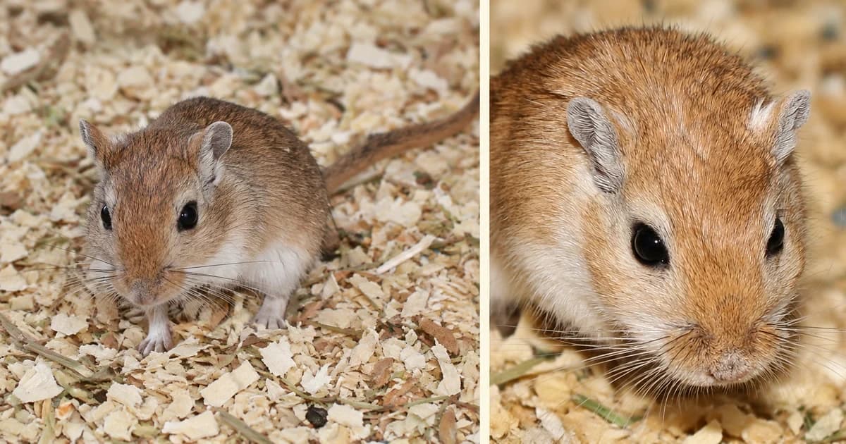 A standing gerbil and a separate close gerbil portrait over chip-textured backgrounds.