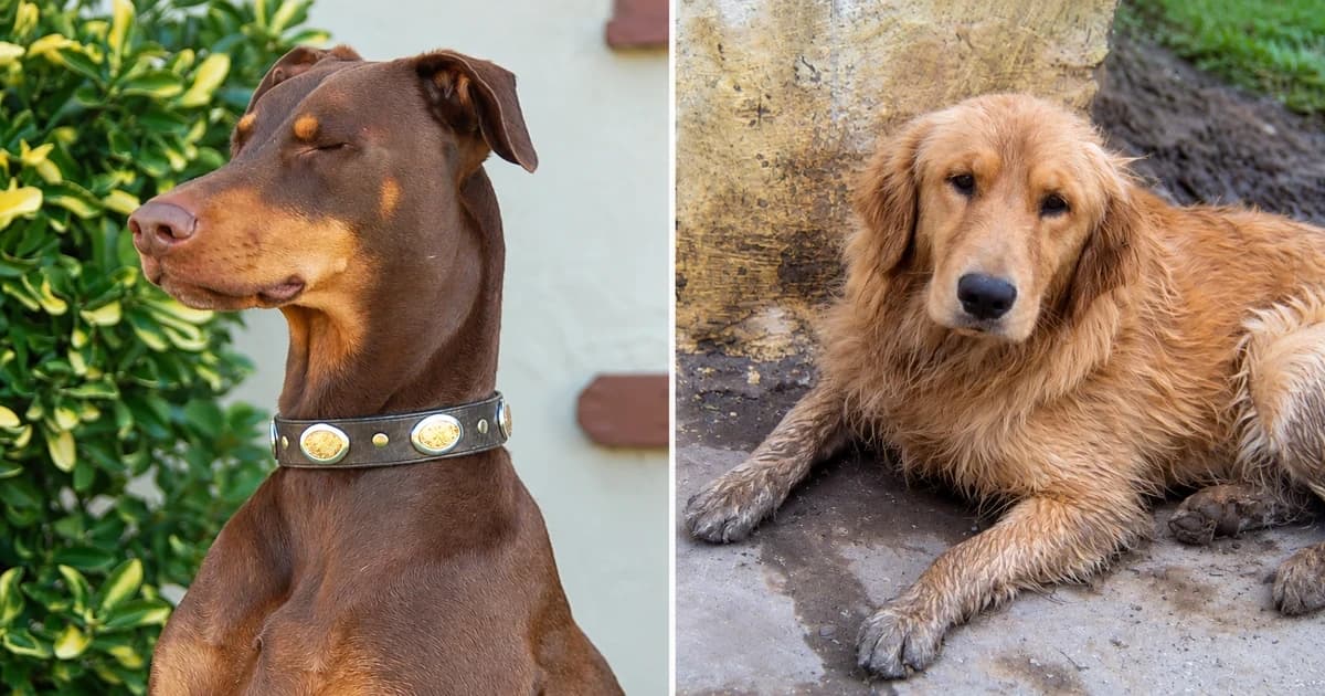 A Doberman portrait and a golden retriever lying by a wall in separate close views.