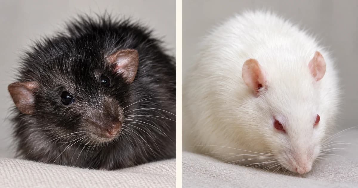 A dark long-haired rat and a white rat in separate close portrait scenes.