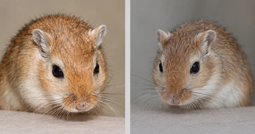 Two gerbils in separate close portraits against neutral backgrounds.
