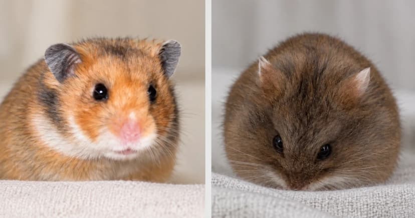 Golden and dark-brown hamsters in separate ordinary portrait scenes.