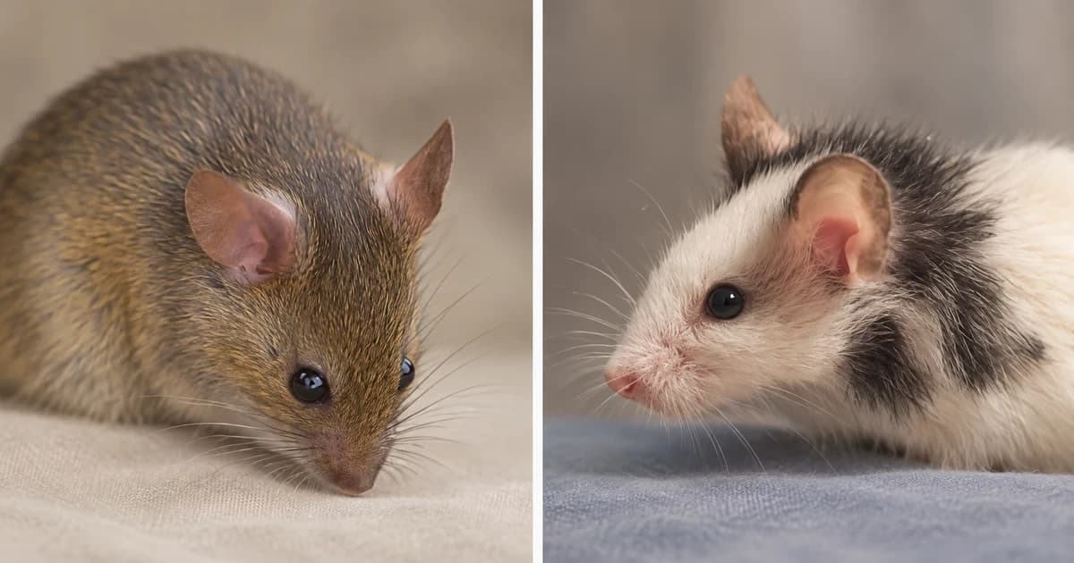 A brown mouse and a white-and-dark-patched mouse in separate close portraits.