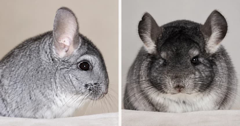 Two gray chinchillas in separate close side and frontal portraits.