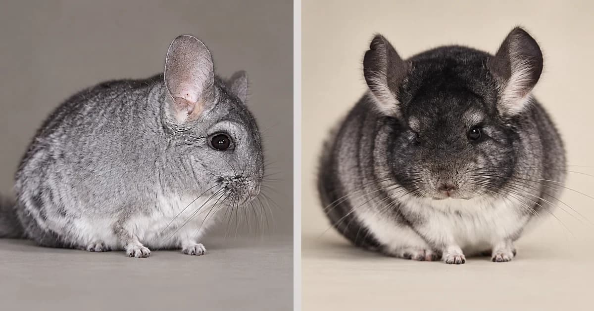 Gray and dark-gray chinchillas in separate ordinary portrait scenes.