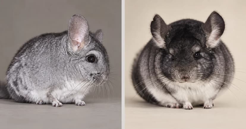 Gray and dark-gray chinchillas in separate ordinary portrait scenes.