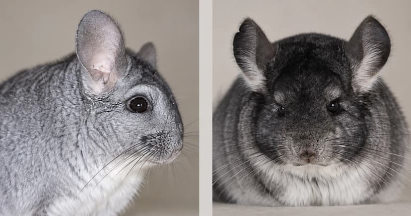 Two gray chinchillas in separate close portrait scenes.