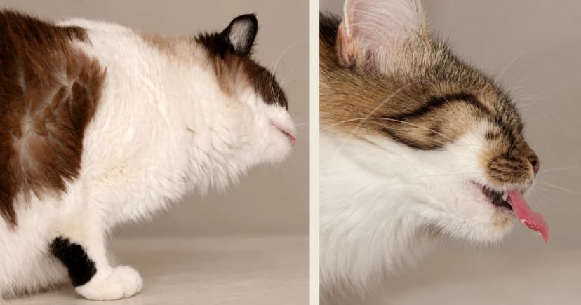 Two cat portraits in separate scenes, a white and brown cat and a tabby and white cat.
