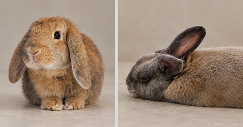 A tan lop rabbit and a gray-brown rabbit in separate ordinary portrait scenes.