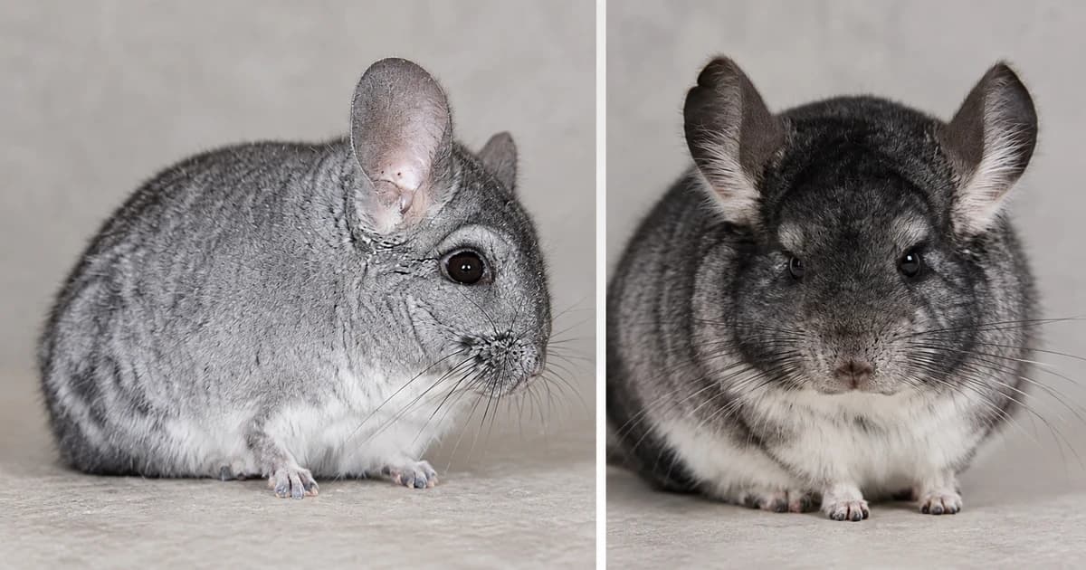 Gray and dark-gray chinchillas shown in two separate portrait scenes.